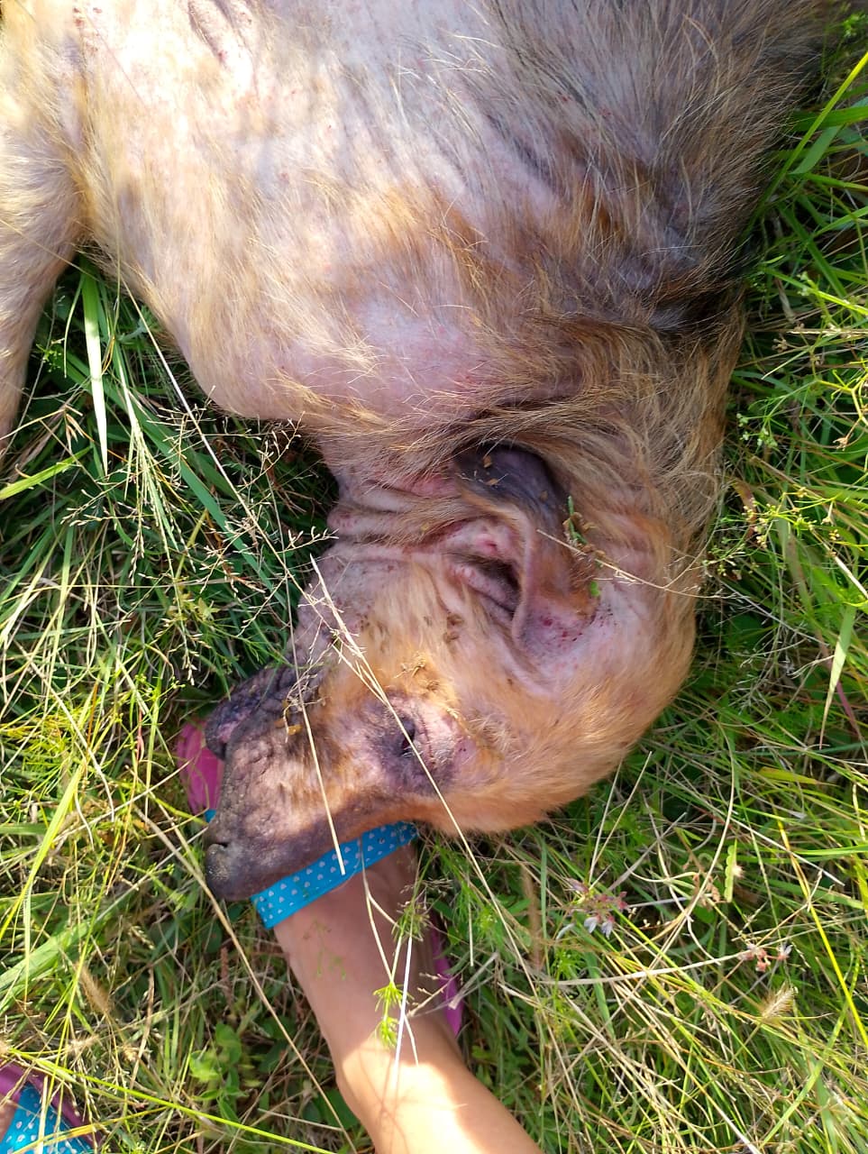 Piden un hogar urgente para “Pituco”, un perro que vive en el monte y corre peligro